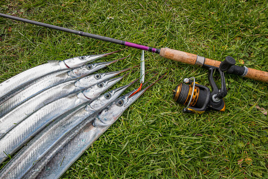 Garfish On The Grass Biting The Red Silk Thread Of A Lure Next To A Casting Rod