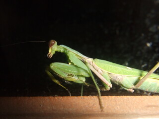 かまきりのアップ