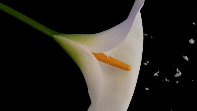 Easter lily with pollen against black background