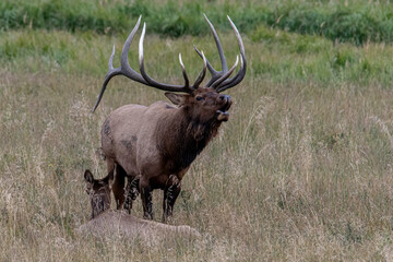 Naklejka na ściany i meble Rocky Mountain Elk Bugling during Rut 