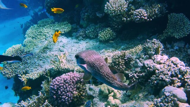 Coral reef in the red sea underwater colorful tropical fish Arothron stellatus, Starry toadfish. POV snorkeling. Tropical colorful seascape. Underwater reef. Reef coral scene. Egypt