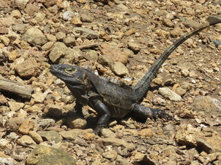Iguana Isla Iguana