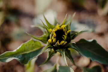Un girasol naciendo