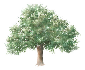 Watercolor oak tree. Isolated on white background illustration.