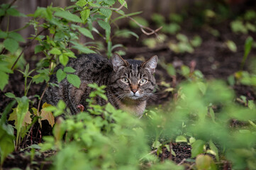 Tabby cat in the grass