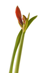 Bud orange-red Hippeastrum (amaryllis)  'Orange Sovereign'