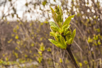 Lilac branch with buds of inflorescences  in  garden in early spring
