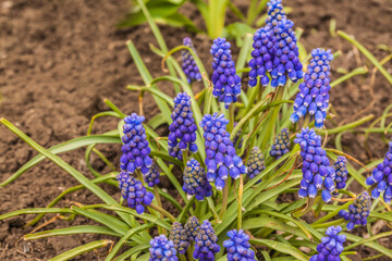 Muscari armeniacum in garden on spring.