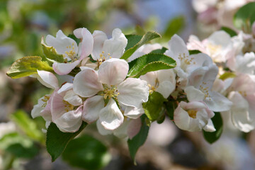 Jakob Fischer - Blüte