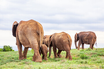 African elephants, in their natural environment. Amidst the trees in an endless green landscape