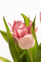 Details of a bouquet of pink tulips..