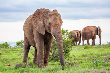 African elephants, in their natural environment. Amidst the trees in an endless green landscape