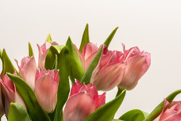 Details of a bouquet of pink tulips..