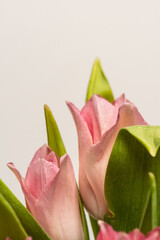 Obraz premium Details of a bouquet of pink tulips..