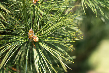 pine tree branch