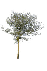 Narrow-leaved ash tree, isolated on white background