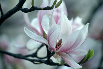 Fototapeta na wymiar Beautiful magnolia flower on the tree