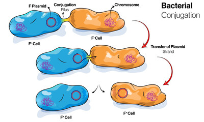 Stages of Conjugation in Bacteria or Micro organism.