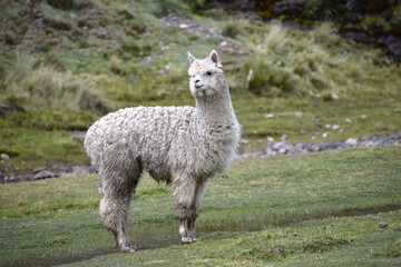 alpaca blanca ambiente natural en los andes