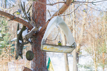 A bird feeder hangs on a tree in the village yard