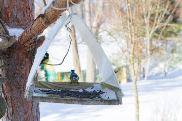 A bird feeder hangs on a tree in the village yard