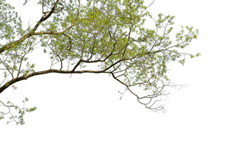 Isolated tree branches with green leaves, white background cut out