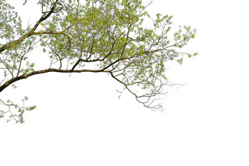 Isolated tree branches with green leaves, white background cut out