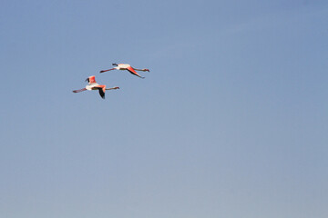 Flamingos in flight