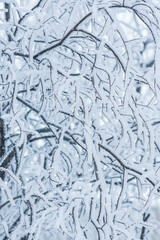 Snow and rime ice on the branches of bushes. Beautiful winter background with trees covered with...