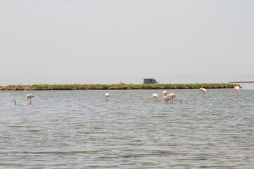 A flock of flamingo birds in the fish ponds