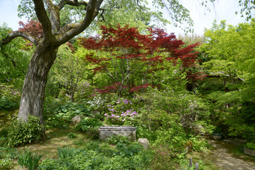 新緑の常寂光寺　境内の赤もみじ青もみじ　京都市嵯峨