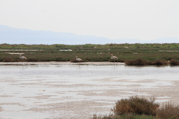 A flock of flamingo birds in the fish ponds