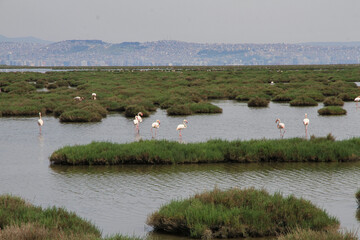 A flock of flamingo birds in the fish ponds
