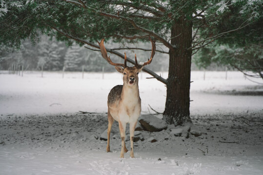 Closeup shot of a fallow deer standing under the tree on the snowy ground - Powered by Adobe