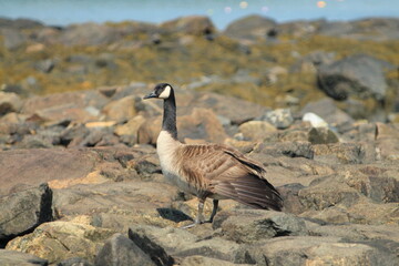 Canada goose by lake
