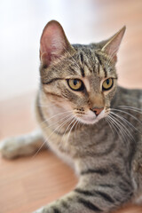 Beautiful domestic cat portrait close up