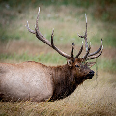 Rocky Mountain National Park Elk during Fall