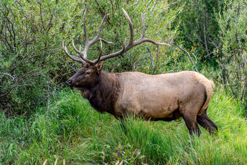 Naklejka na ściany i meble Rocky Mountain National Park Elk during Fall