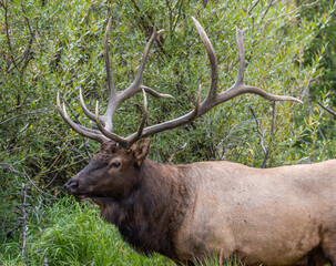 Naklejka na ściany i meble Rocky Mountain National Park Elk during Fall