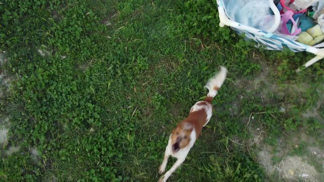 Vista de drone sobrevolando una zona con cesped y un perro persiguiendo la aeronave