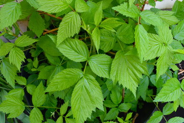 Foraging for raspberries is the activity of finding gathering harvesting wild fruits for free. It is a great way to stay active spend time outdoors connect with nature and learn where food comes from.