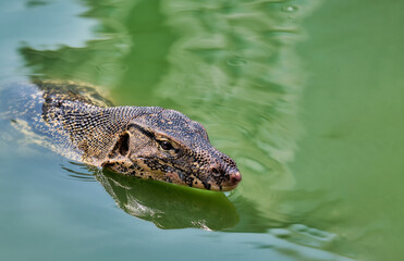 Water monitor in Lumpini Park, Bangkok, Thailand