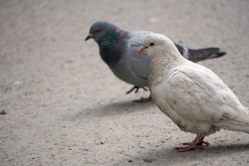 White and grey, local pigeons standing on the concrete pavement during the midday