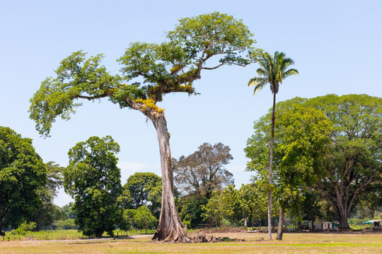รูปภาพCeiba – เลือกดูภาพถ่ายสต็อก เวกเตอร์ และวิดีโอ4,207 | Adobe Stock