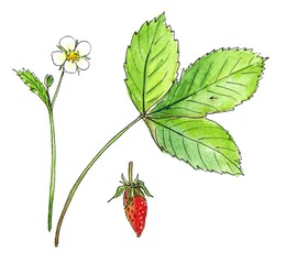 Watercolor illustration set flower leaf and strawberry berry isolated on white background