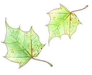 Watercolor illustration of maple leaves isolated on a white background