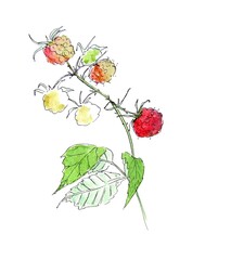 Watercolor illustration of a branch with raspberries isolated on a white background