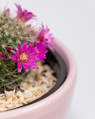 Blooming mamillaria cactus flower in clay pot on white blurred background. Selective focus. Close up.