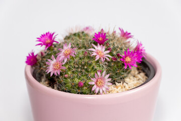 Blooming mamillaria cactus flower in clay pot on white blurred background. Selective focus. Close up.