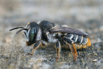 Closeup of a female Mediterranean wood-boring bee, Lithurgus chrysurus